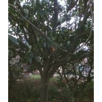 供應(yīng)枇杷樹,優(yōu)質(zhì)枇杷樹批發(fā)