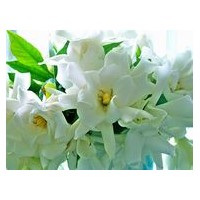 梔子花、八角金盤、十大功勞、蜀檜