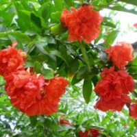 直銷牡丹花石榴樹直銷叢生花石榴樹