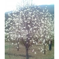 河南辛夷之鄉(xiāng)長(zhǎng)期大量供應(yīng)大小規(guī)格望春玉蘭（辛夷樹(shù)）1—60公分