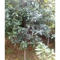 大量供應實生及嫁接各種規(guī)格八月桂、（金桂、銀桂）