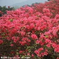 供應各種高桿、盆栽型杜鵑、映山紅