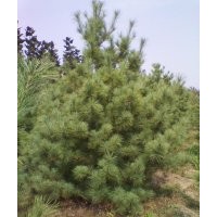油松 華山松 云杉 蜀檜 側(cè)柏 白皮松