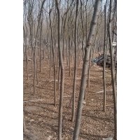 供應(yīng)大量黑松、側(cè)柏、油松、青垂柳、107楊樹苗