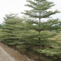 福建小葉欖仁，錦葉欖仁的價格，供應商