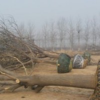 大量供應(yīng)國槐