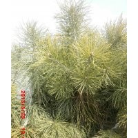 阿城區(qū)大嶺鄉(xiāng)出售樟子松容器苗20-60公分無燒塘爛根現(xiàn)象