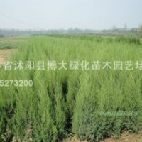 北京檜、蜀檜、龍柏、直升龍柏、龍柏球、西安檜、鋪地柏