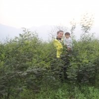 金合歡一年半苗