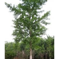 供應(yīng)銀杏樹