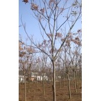 全冠欒樹|截桿欒樹|欒樹價(jià)格