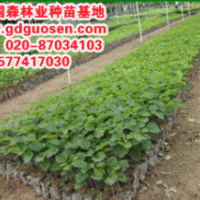 黃花風(fēng)鈴木—廣東黃花風(fēng)鈴木小苗