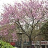 名貴緑化苗木紫荊花苗大量批發(fā) 巨紫荊苗巨紫荊樹(shù)苗