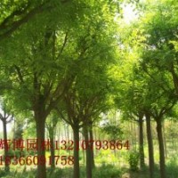 洛陽國槐基地 8公分原生國槐價格 12公分國槐價格 全冠土球