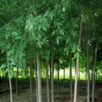 安陽白蠟基地 8公分白蠟 價格 10公分白蠟價格