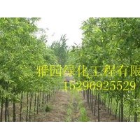 出售竹柳、構(gòu)樹、白蠟(圖)