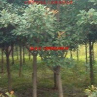 供應(yīng)獨桿石楠、鵝掌楸、楸樹、絲棉木、紅梅、杜梨、重陽木