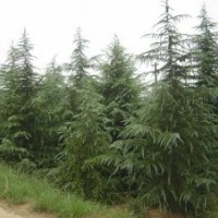 雪松樹(shù) 山東雪松樹(shù) 山東雪松樹(shù)價(jià)格