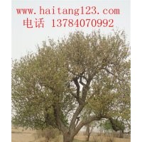 河北大華苗木經(jīng)營當(dāng)?shù)亍鞍死夂Ｌ臉洹?/></a>
<div><a href=