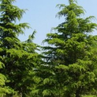 雪松最新行情，雪松價(jià)格，雪松直銷