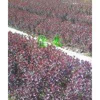 紫葉矮櫻，營養(yǎng)缽紫葉矮櫻