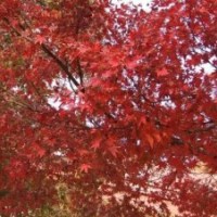 紅楓2013最新價(jià)格，紅楓直銷，紅楓廠商