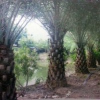 云南苗木出售銀海棗 中東海棗 三角梅 小葉垂榕 九里香