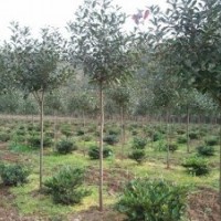 供應(yīng)高桿紅葉石楠