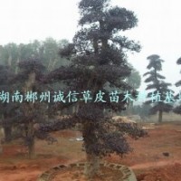 綠化用樹(shù) 工程樹(shù) 紅桎木樹(shù) 批發(fā)紅桎木樹(shù) 自產(chǎn)自銷(xiāo)