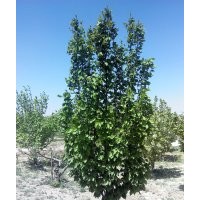 大量出售懷來八棱海棠樹