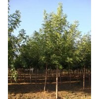 白蠟的價(jià)格報(bào)價(jià)