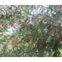 紅豆杉綠化樹(shù)供應(yīng) 地徑6到12公分的20萬(wàn)株