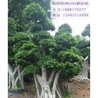 榕樹樁頭，造型小葉榕景觀