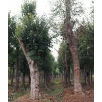 荊門三角楓/京山三角楓/襄樊三角楓/湖北三角楓