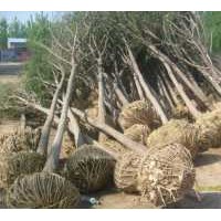 種植苗木,種植基地,速生國槐