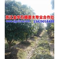 浙江綠化苗木 金華桂花大樹 桂花,綠化苗木,桂花大樹