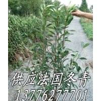 供應(yīng)法國冬青樹