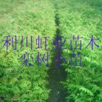 供應(yīng)黃山欒樹苗欒樹小苗欒樹苗價(jià)格燈籠樹苗