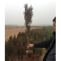 供應(yīng)大量優(yōu)質(zhì)油松苗