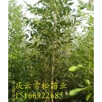 東紅白蠟用于道路綠化