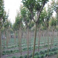 紫薇，4-8公分，因拆遷，虧本大處理！