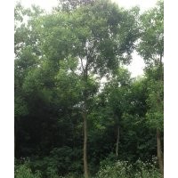 楓香,烏桕,馬褂木