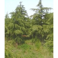 供大量雪松價(jià)格低廉
