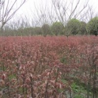 成都中國紅楓 成都紅楓嫁接苗 成都紅楓價格