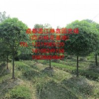 出售大量高桿精品桂花