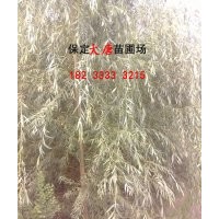 供應金絲柳、黃柳