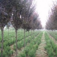 紅葉李|陜西紫葉李|陜西叢生獨干紅葉李大全