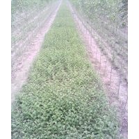 東臺(tái)女貞苗木基地