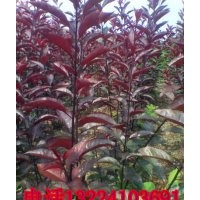 太陽李子苗，中華紅太陽李