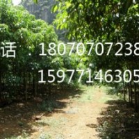 供應(yīng)秋楓樹